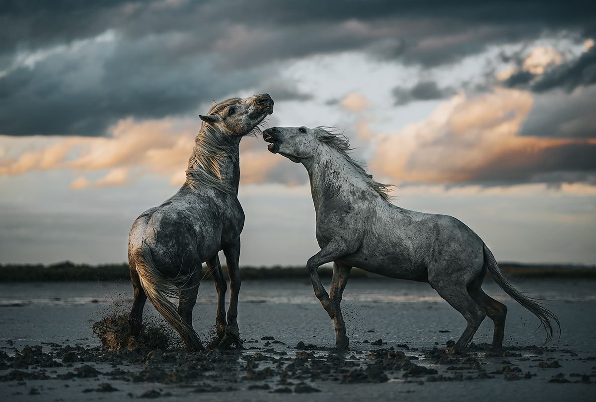 Лошади Дикие серые . . .