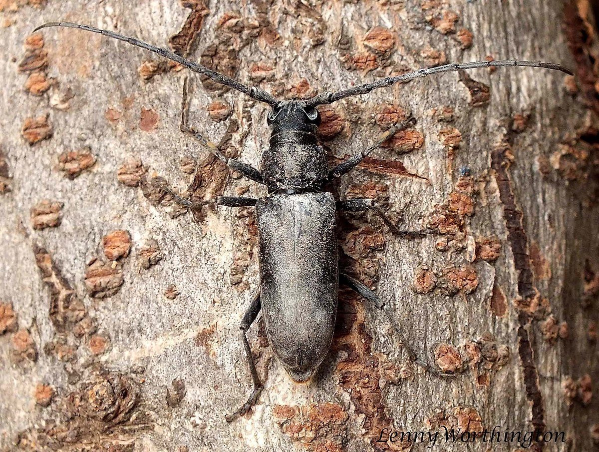 Жук усач Дубильщик