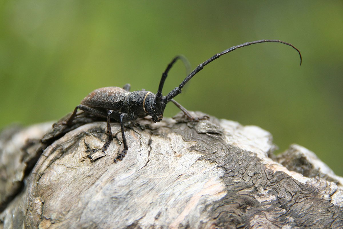 Черный Жук усач