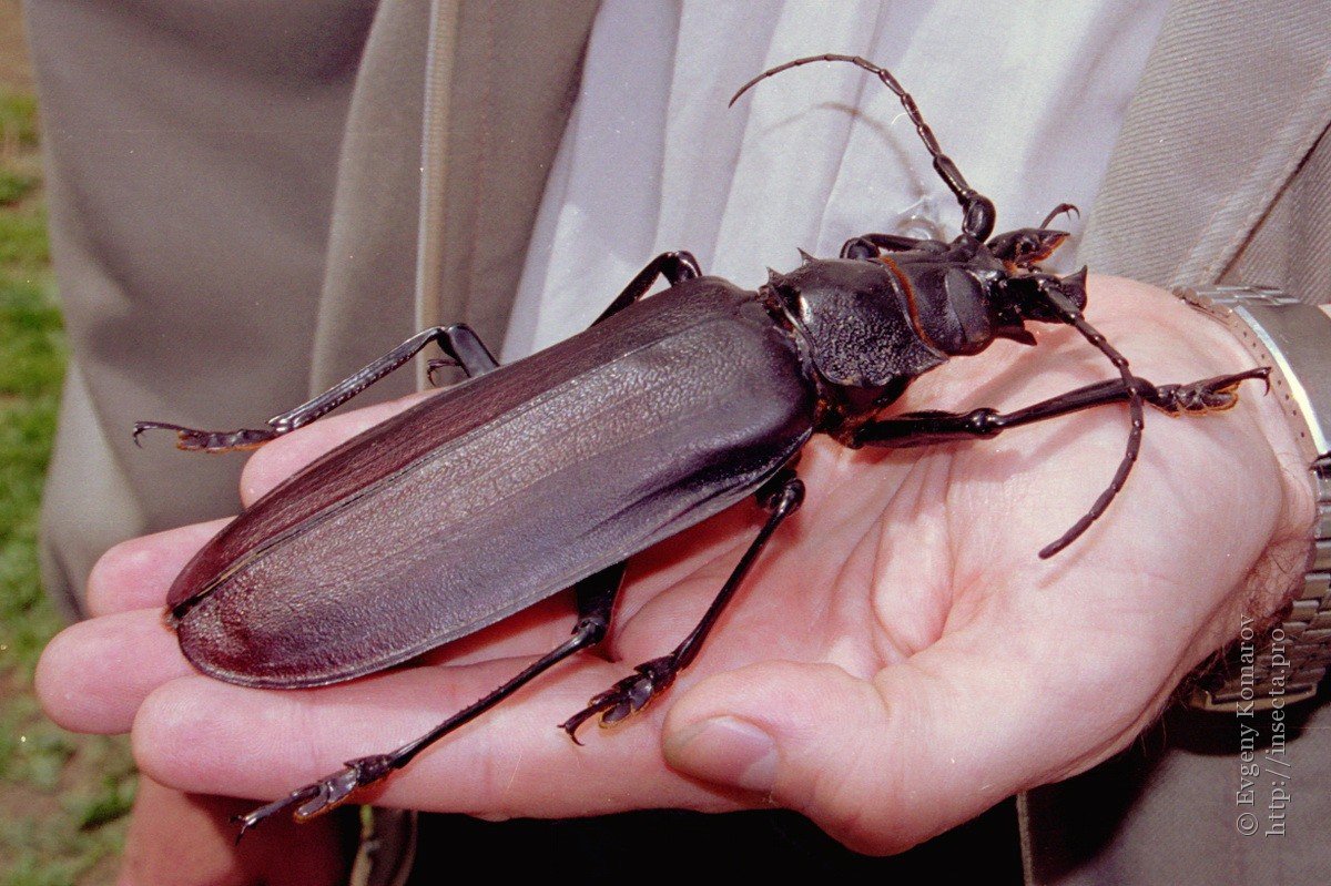 Жук дровосек Титан