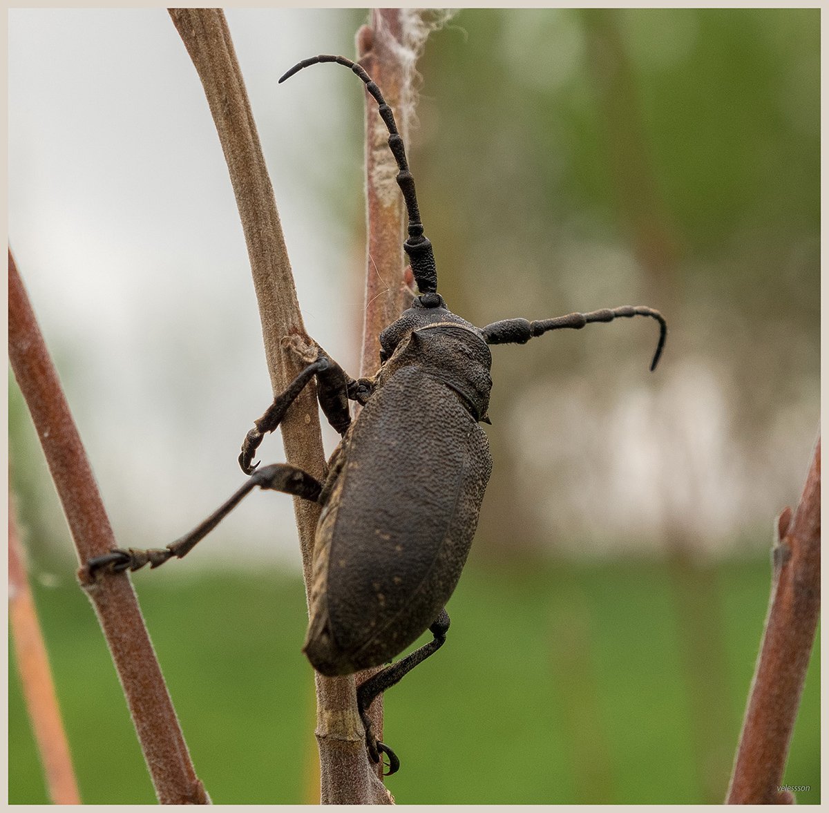 Ивовый Толстяк Жук