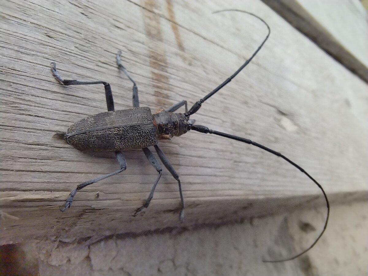 Жук усач Дубильщик