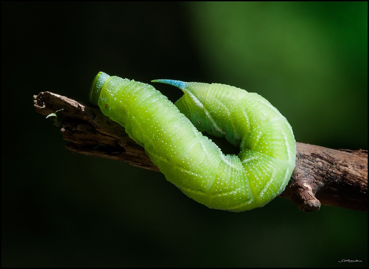 Mimas tiliae гусеница