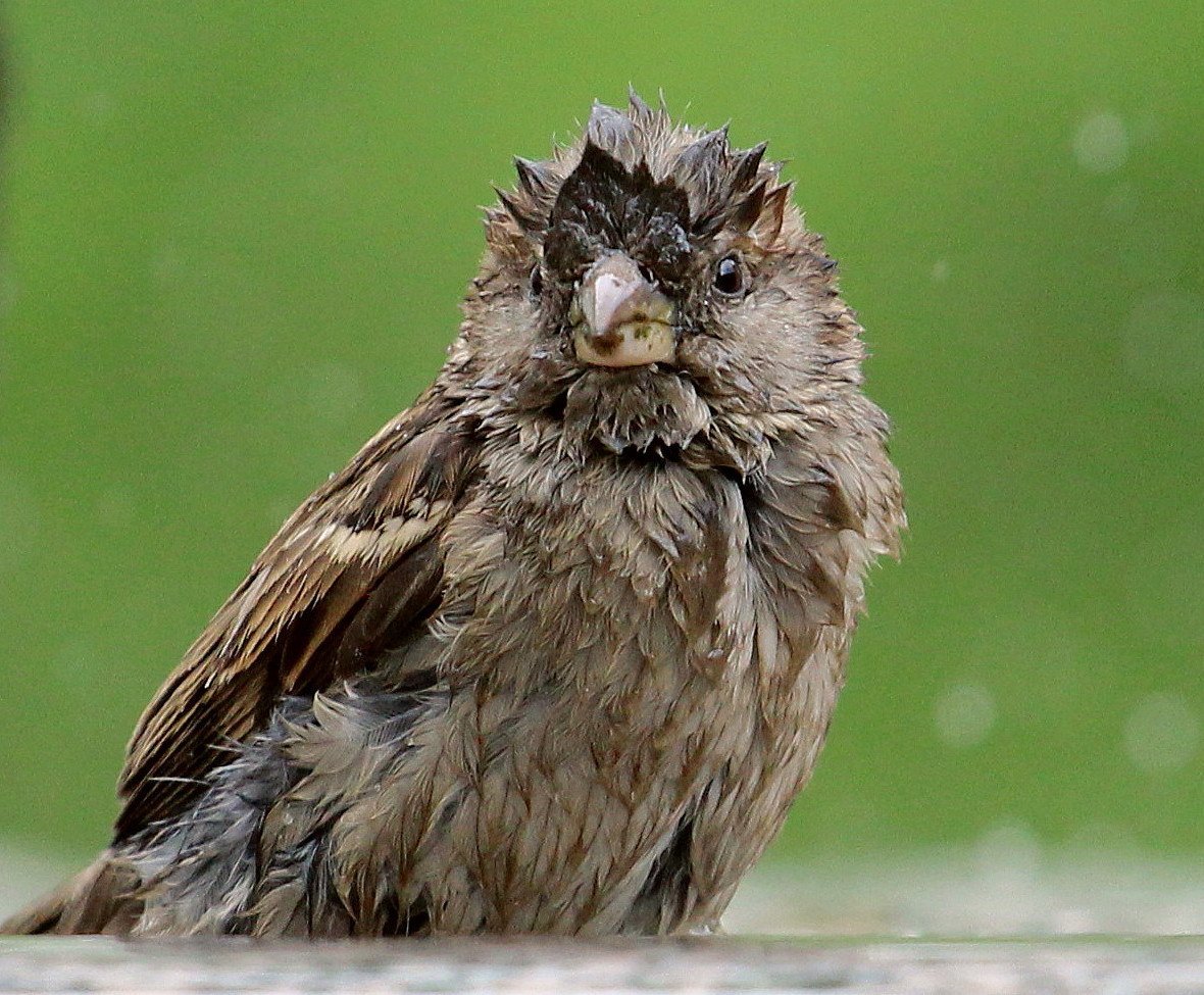 Нахохлившийся воробей