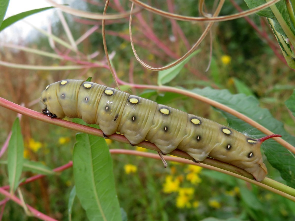 Hyles gallii - Бражник подмаренниковый. Гусеница