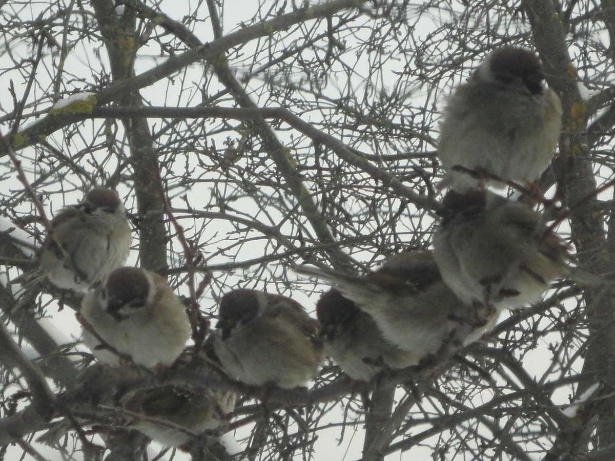 Птичка белая нахохлилась