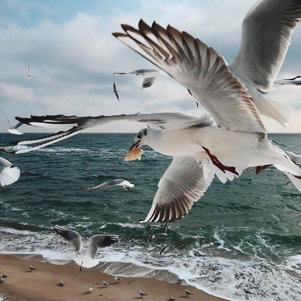 Чайки над водой