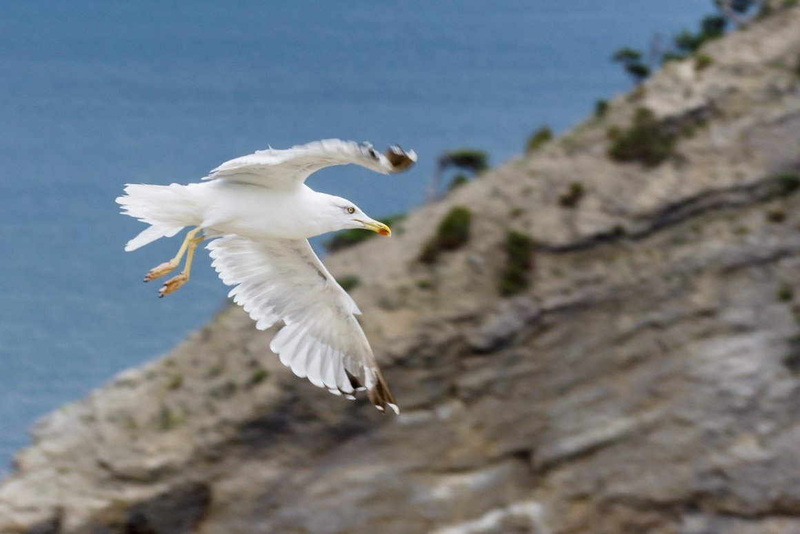 Чайка Крым птица