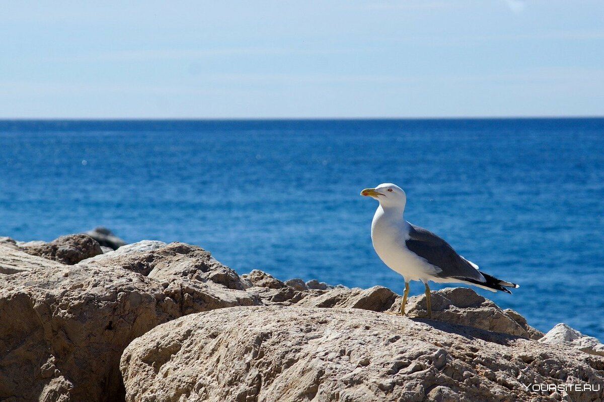 Средиземноморский Альбатрос