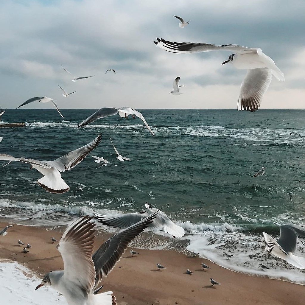 Море, Чайки