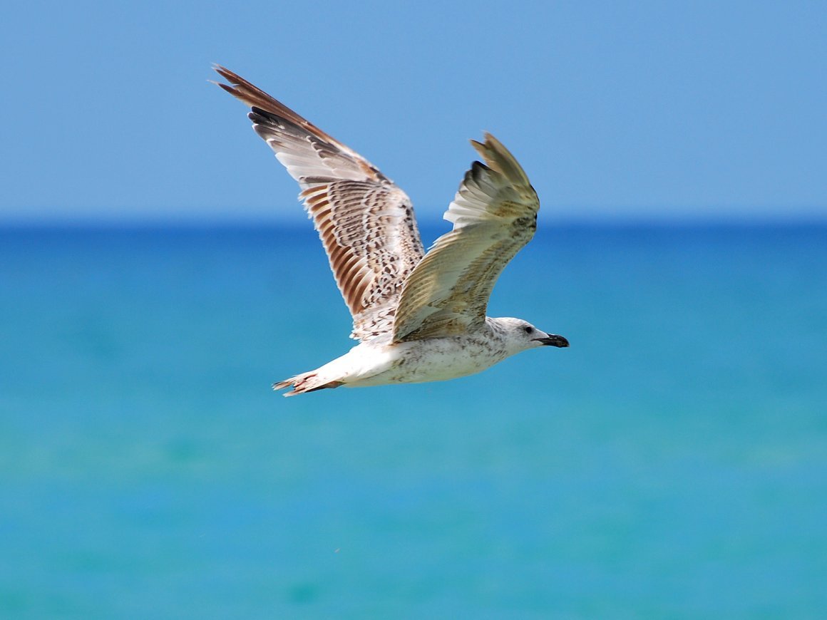 Черноморская Чайка