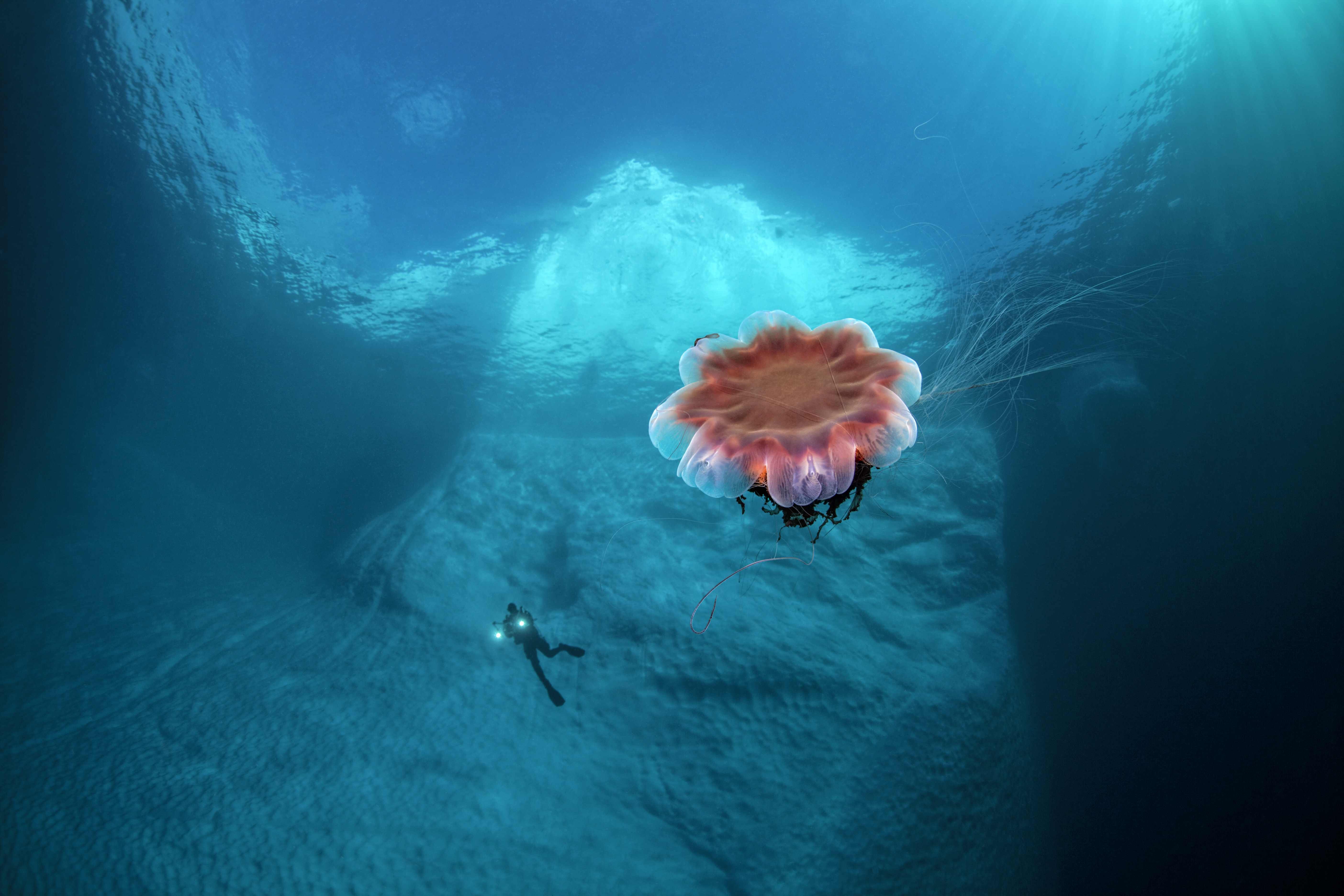 Ледовитые обитатели океана. Северный Ледовитый океан подводный мир. Морские глубины. Подводные обитатели океана. Море под водой.