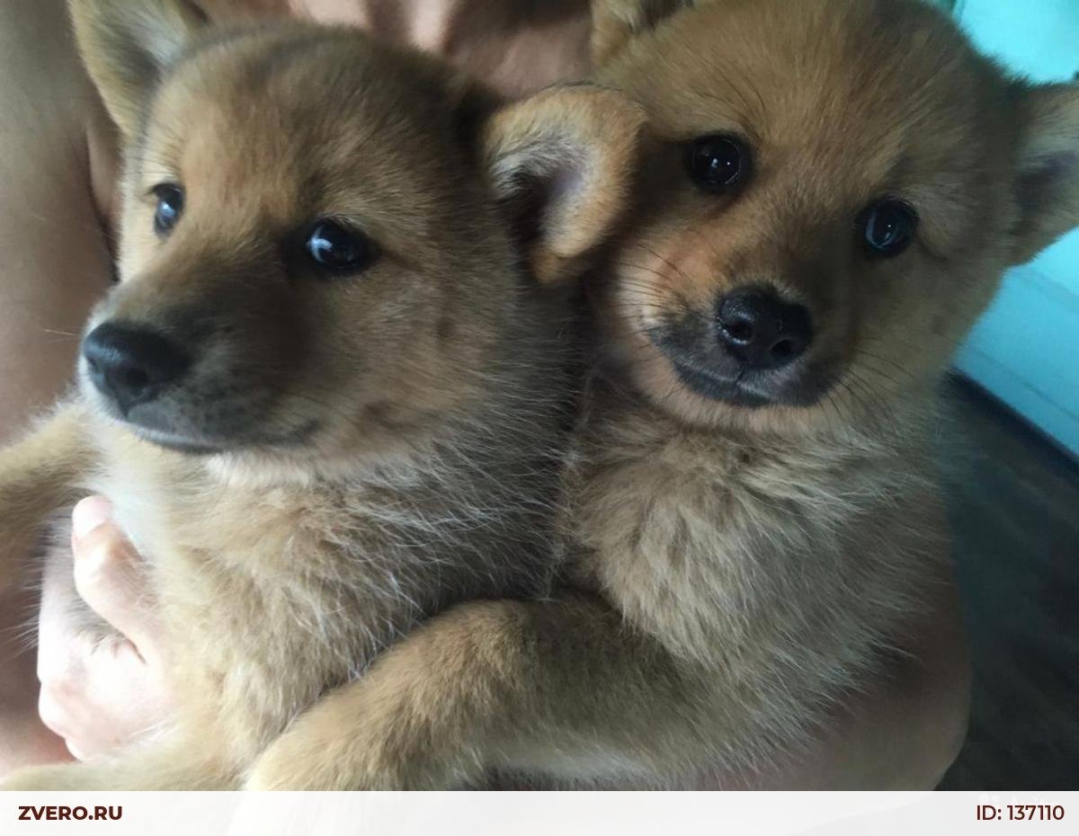 Лайка щенок 1.5 месяца