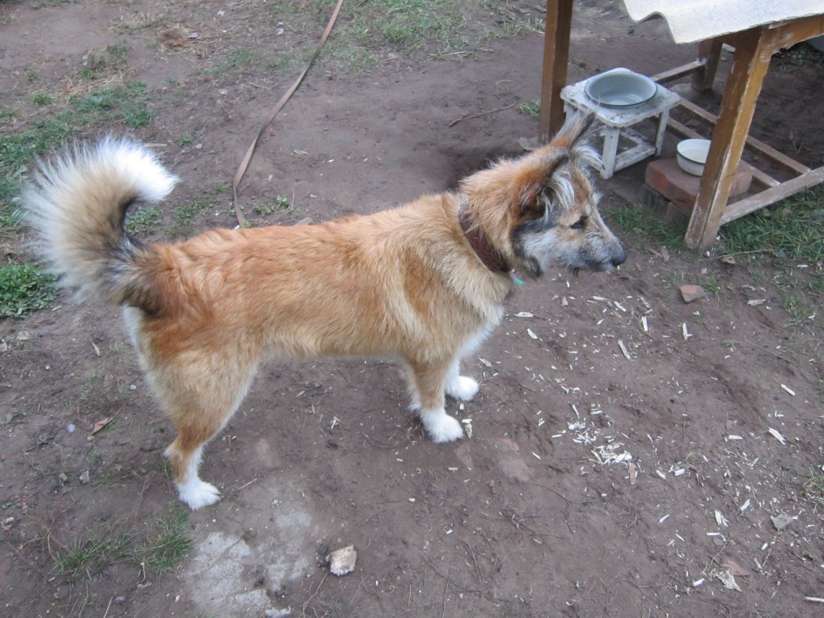 Пропала собака Девяткино Мурино