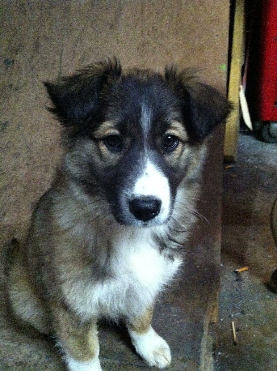 Метис колли и хаски