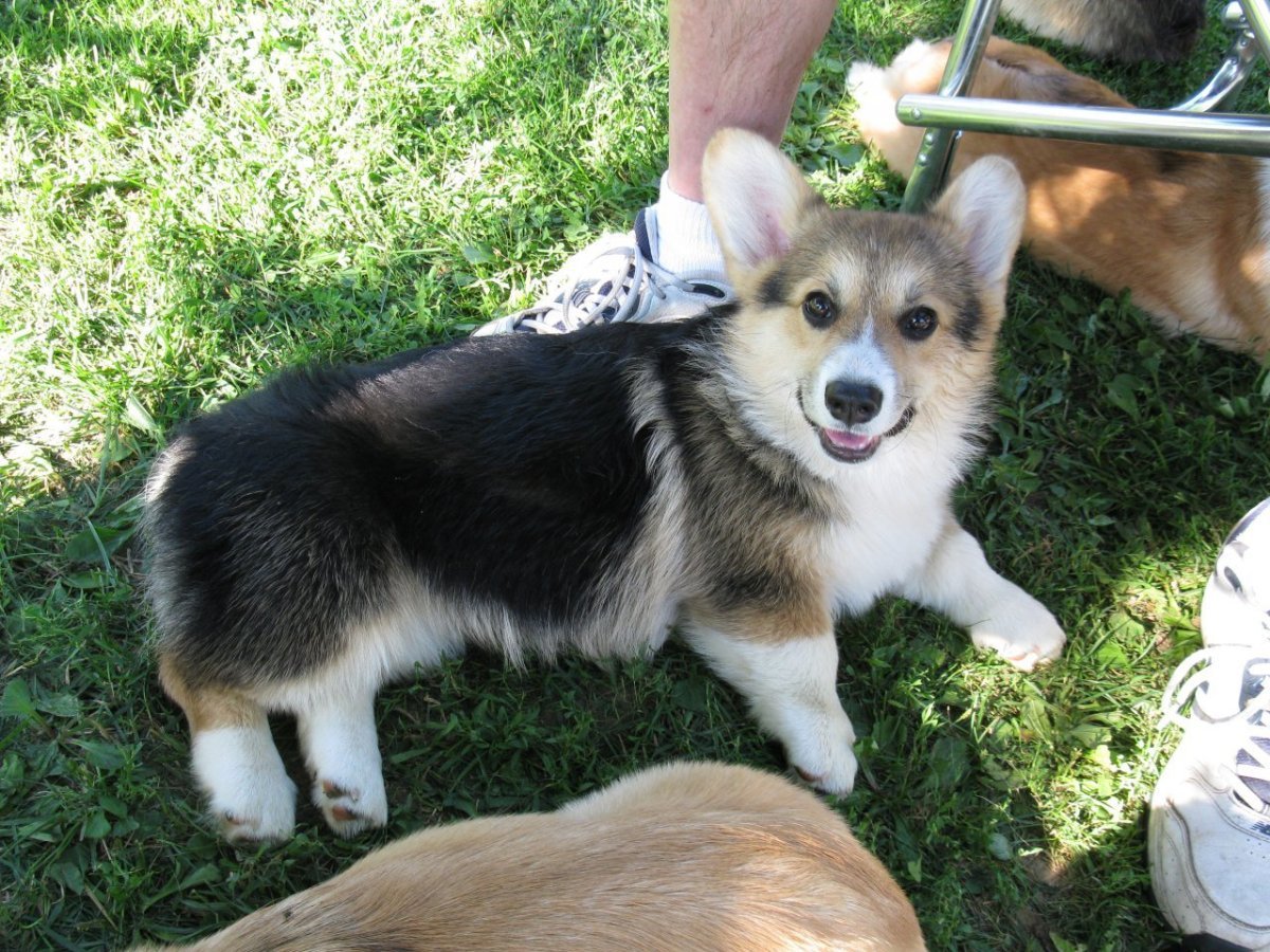 Помесь хаски и корги