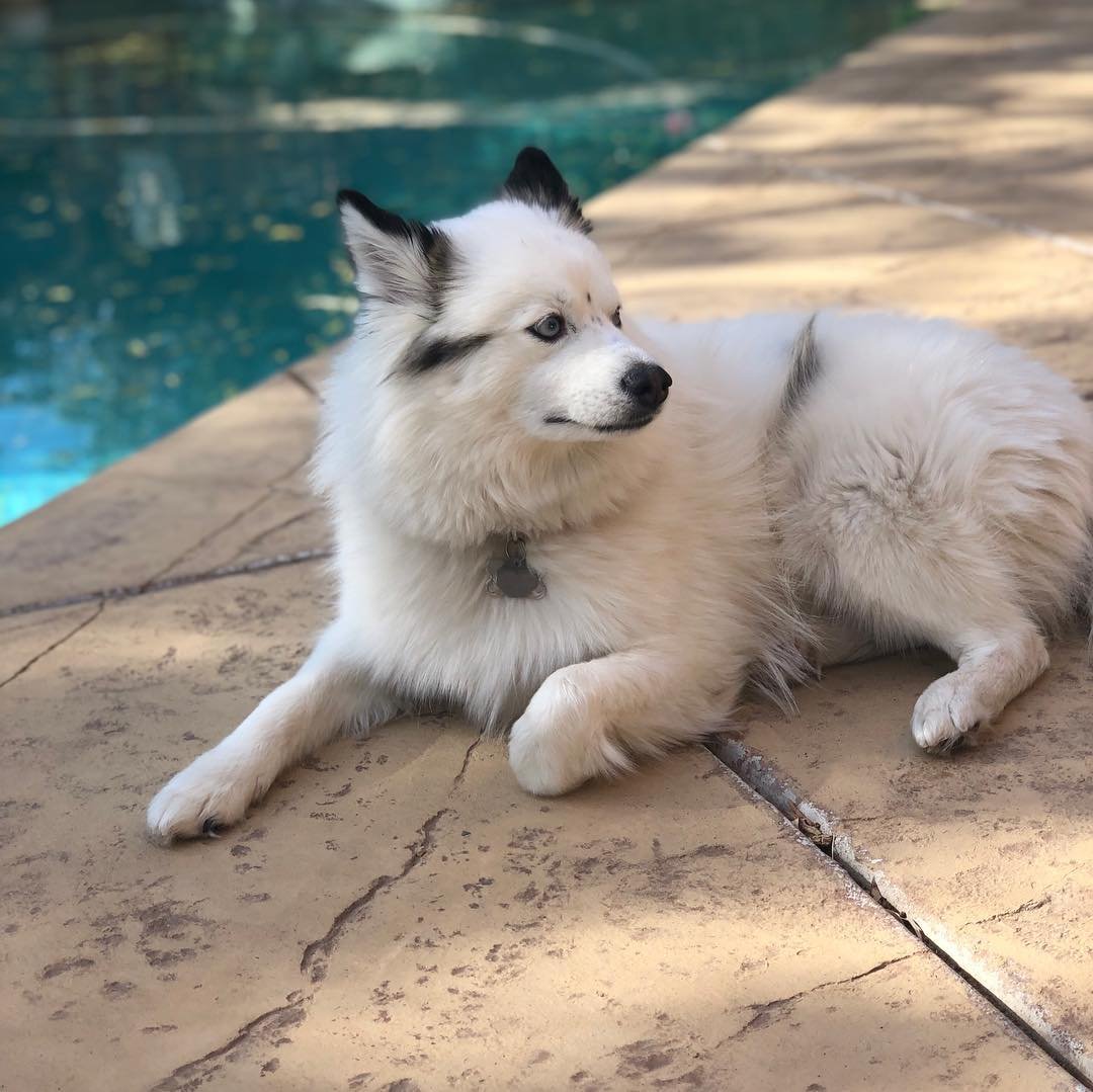 Помски породы собак США