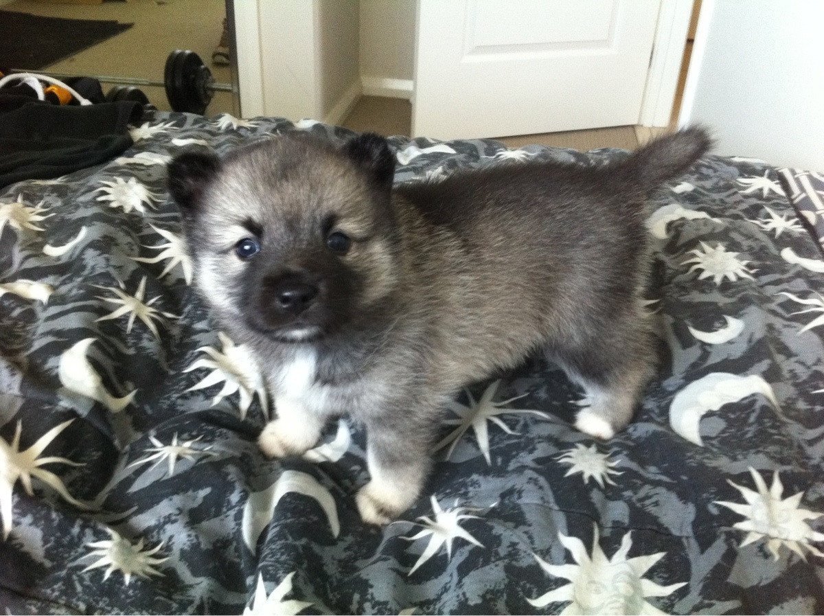 Новорожденные щенки хаски и овчарки