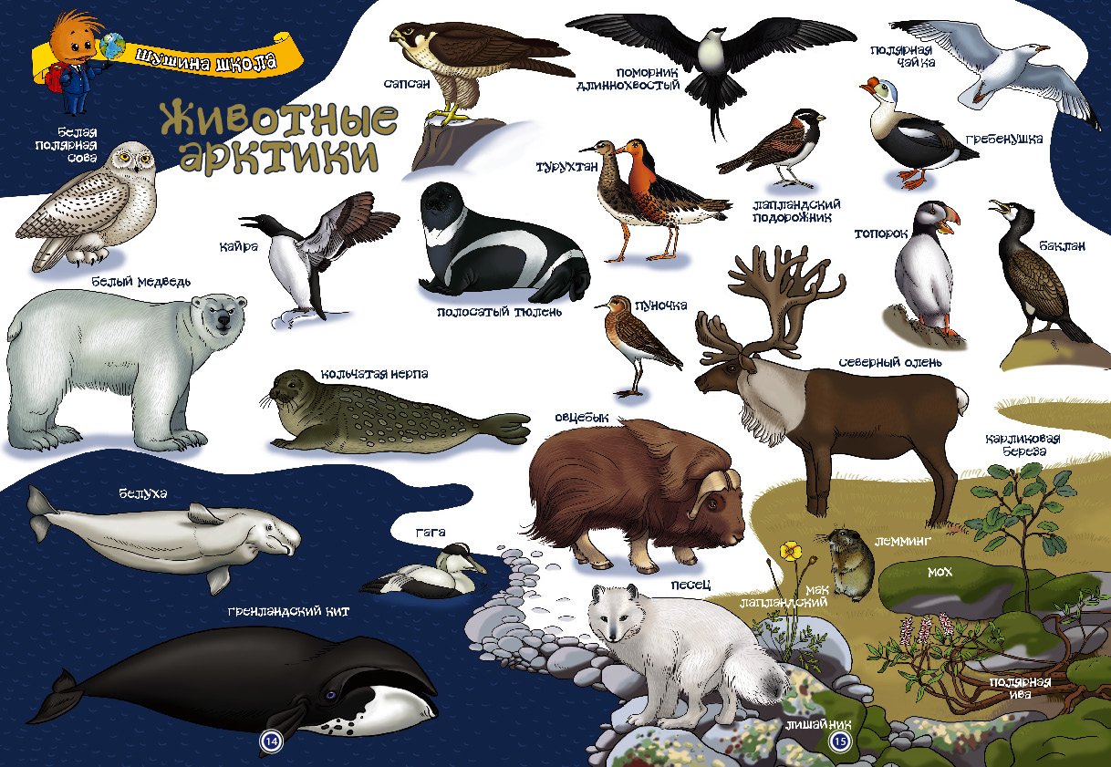 Кто живет 15 лет. Животный мир Арктики и Антарктики. Арктика животные Арктики и Антарктики. Животные и птицы Арктики и Антарктики. Полярные животные для детей.