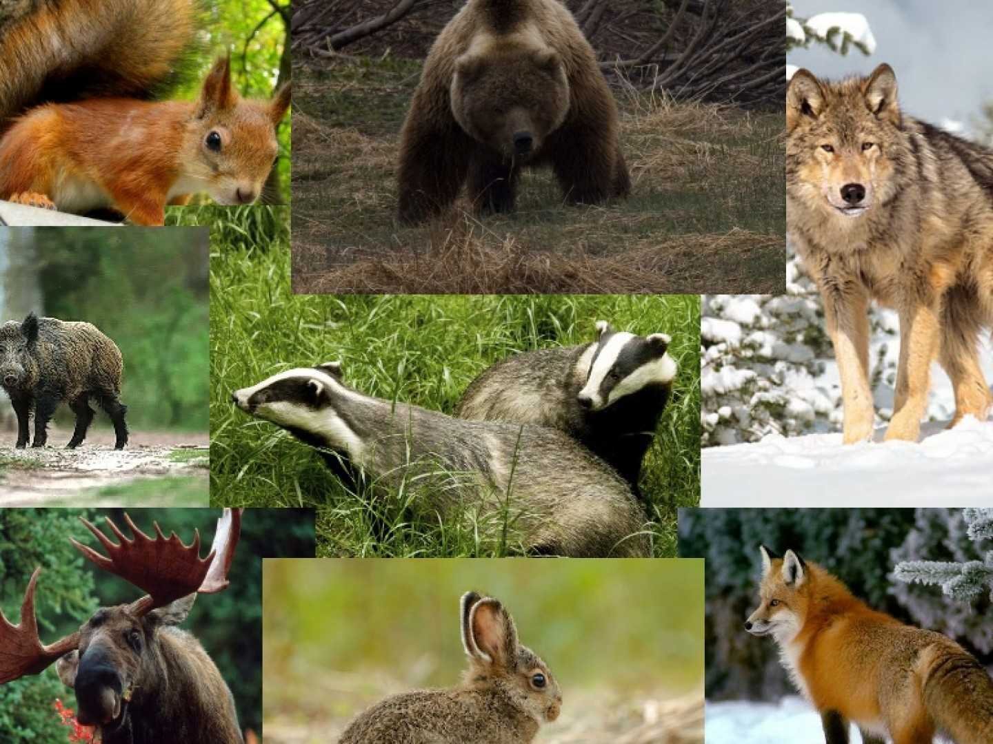 Какие звери находятся. Лесные животные. Животные леса России. Лесные обитатели. Лесные звери.