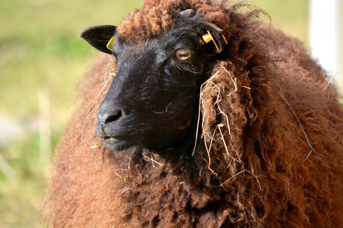 Каракульская овца коричневая