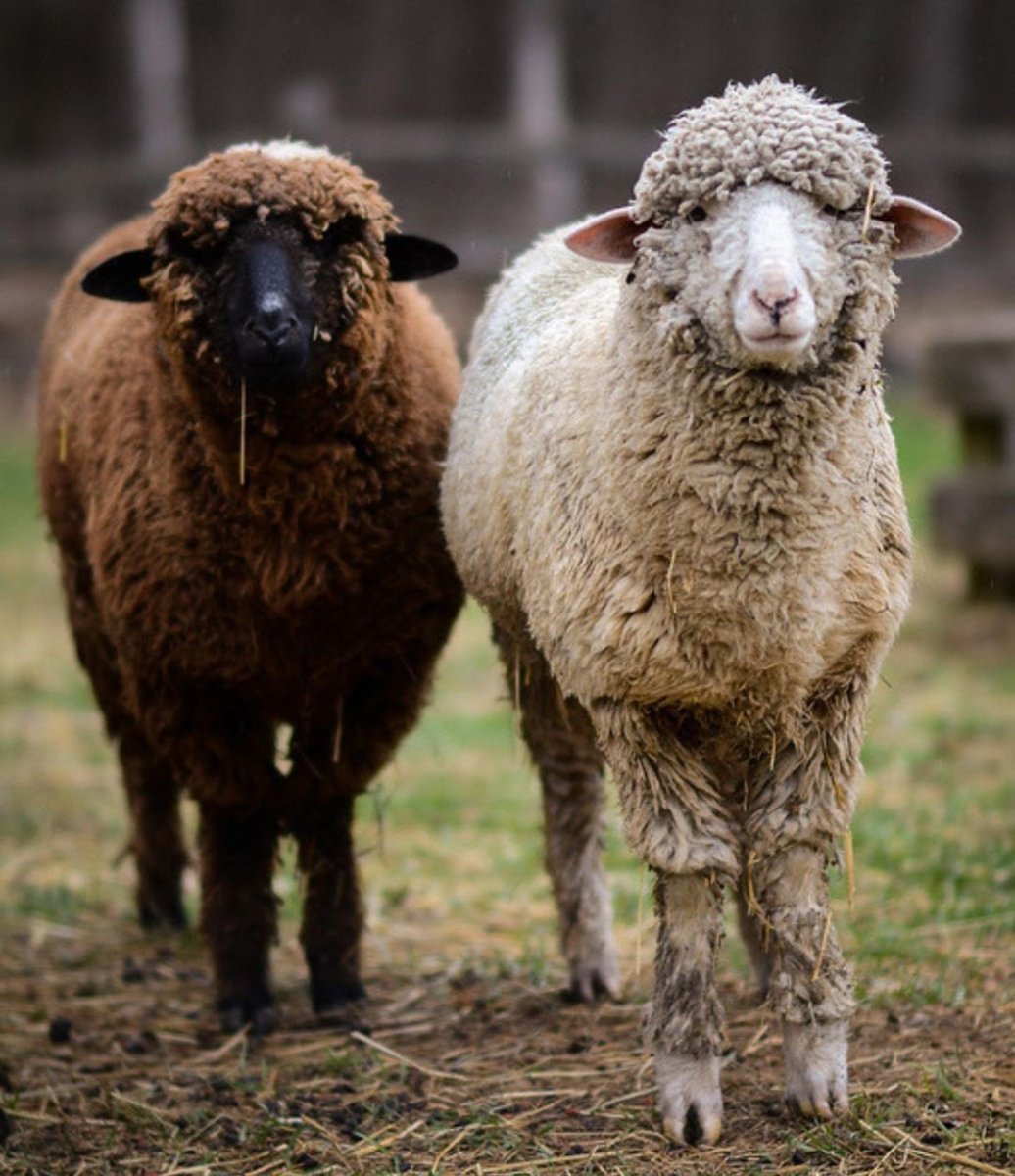 Коричневая Овечка