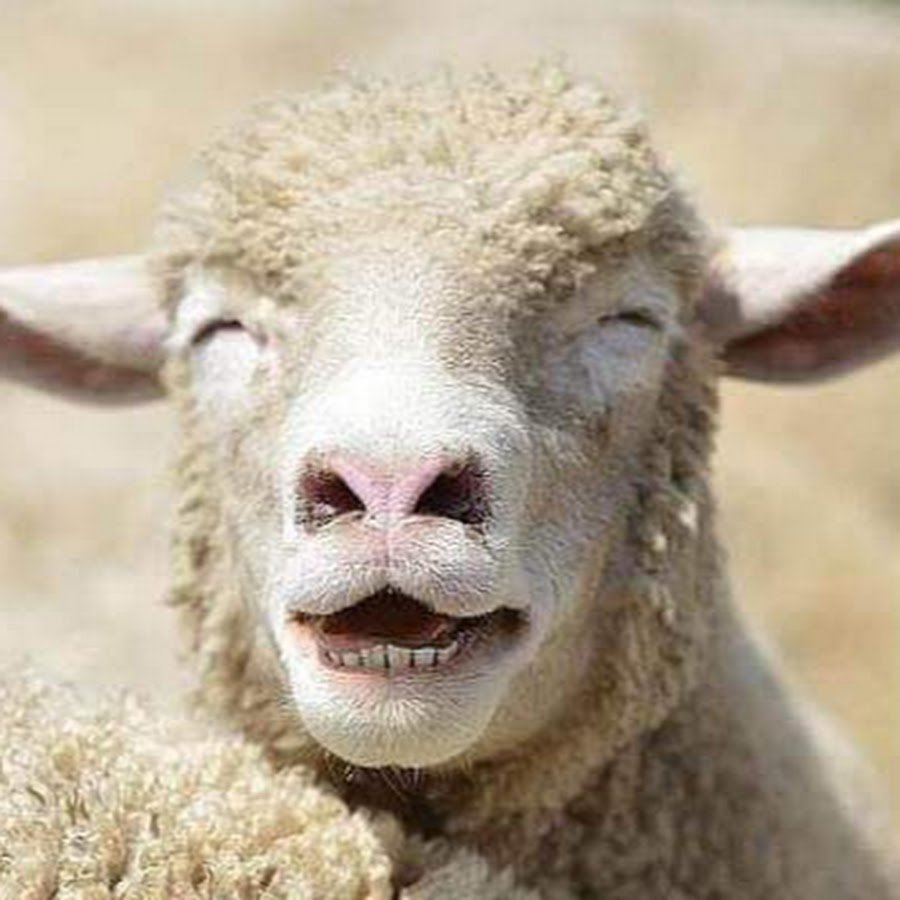 Веселый баран