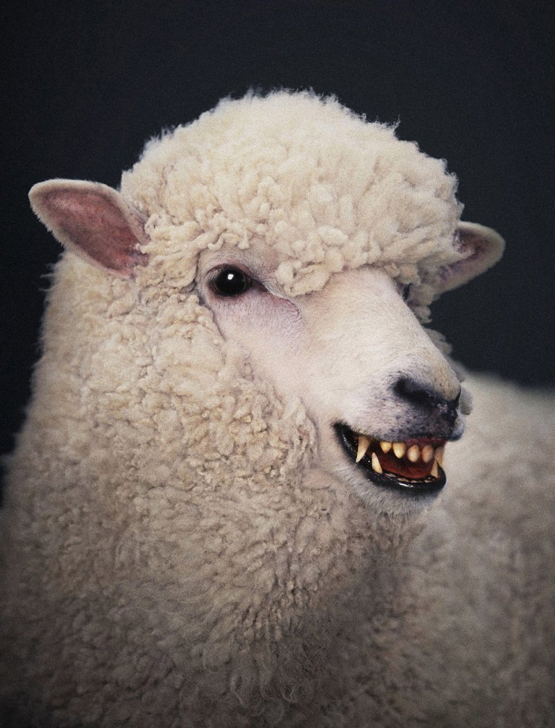 Морда овцы