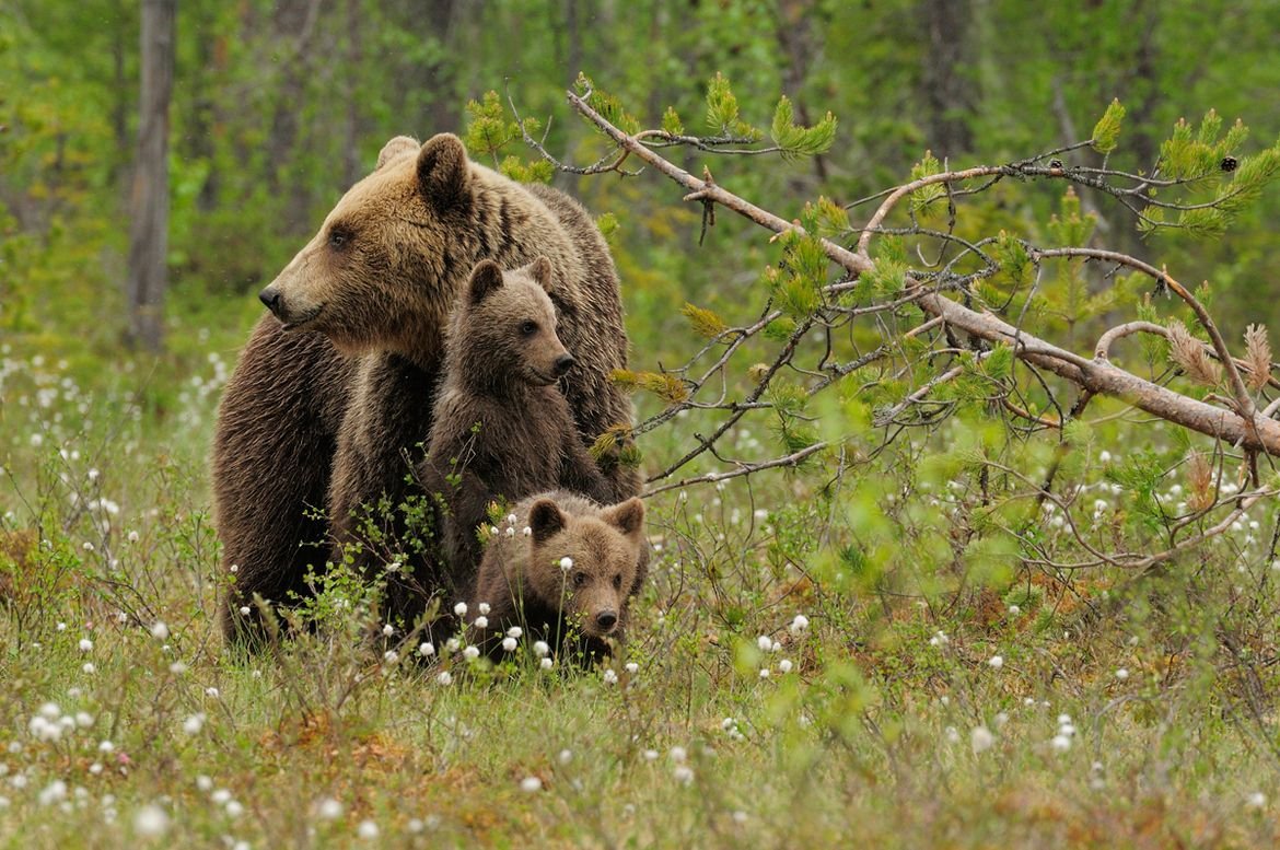 Какие животные вологодской области. Бурый медведь в Вологодской области. Бурый медведь Нижегородской области. Бурый медведь в Кировской области. Бурый медведь в Тульской области.