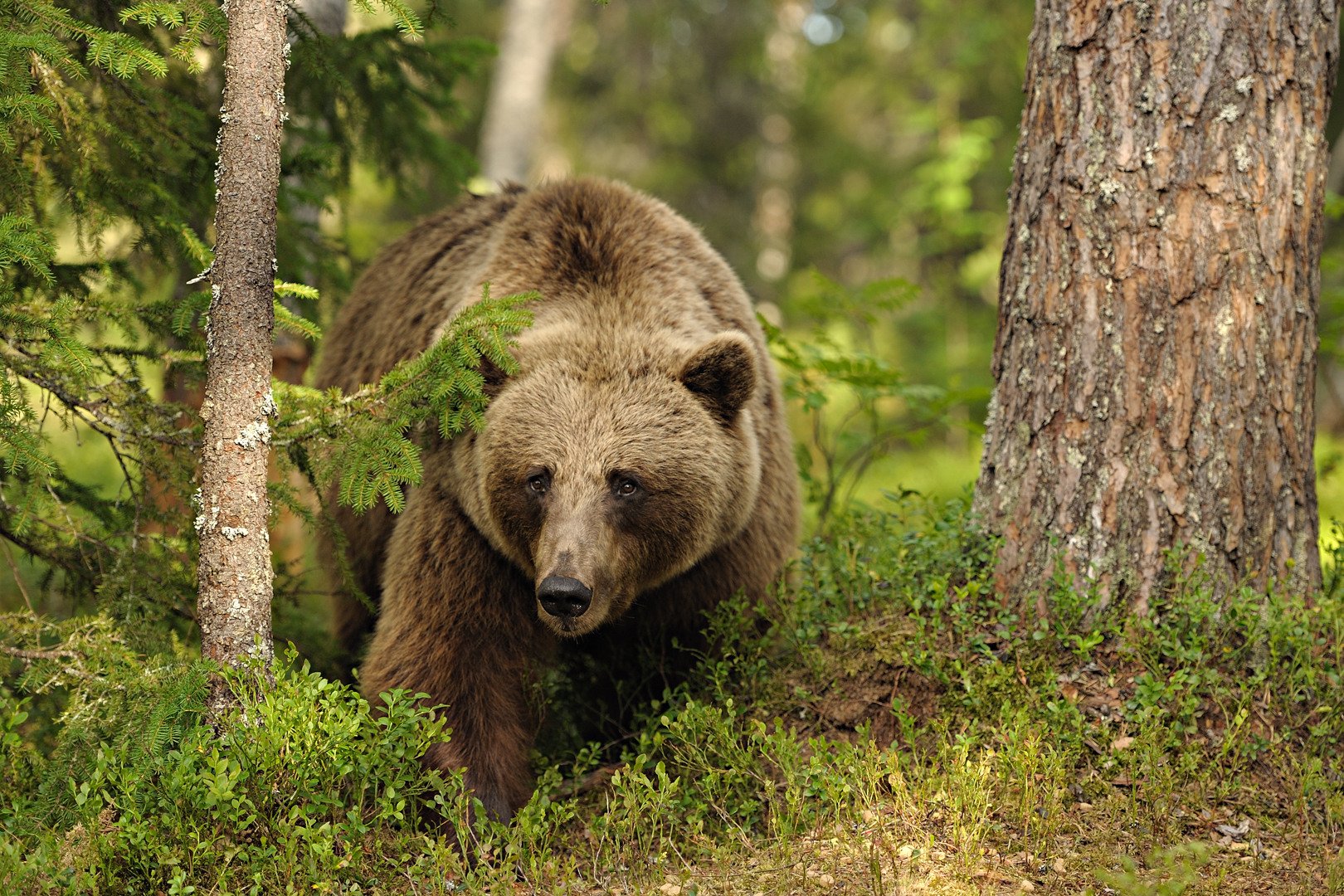 Какие животные вологодской области. Бурый медведь в Удмуртии. Бурый медведь в Кировской области. Бурый медведь Брянской области. Бурый медведь в Вологодской области.
