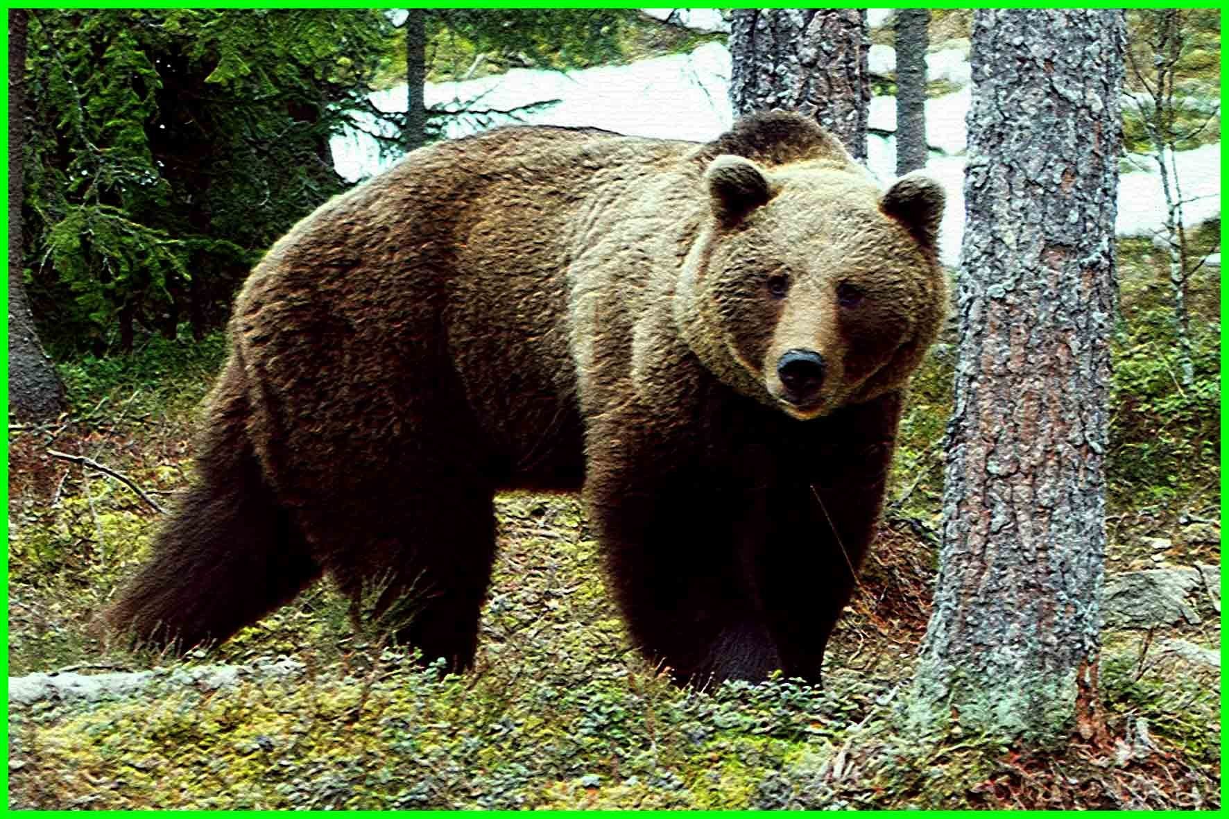 Аю дж. Олёкминский заповедник бурый медведь. Бурый медведь в Удмуртии. Бурый медведь в Рязанской области. Бурый медведь Брянской области.