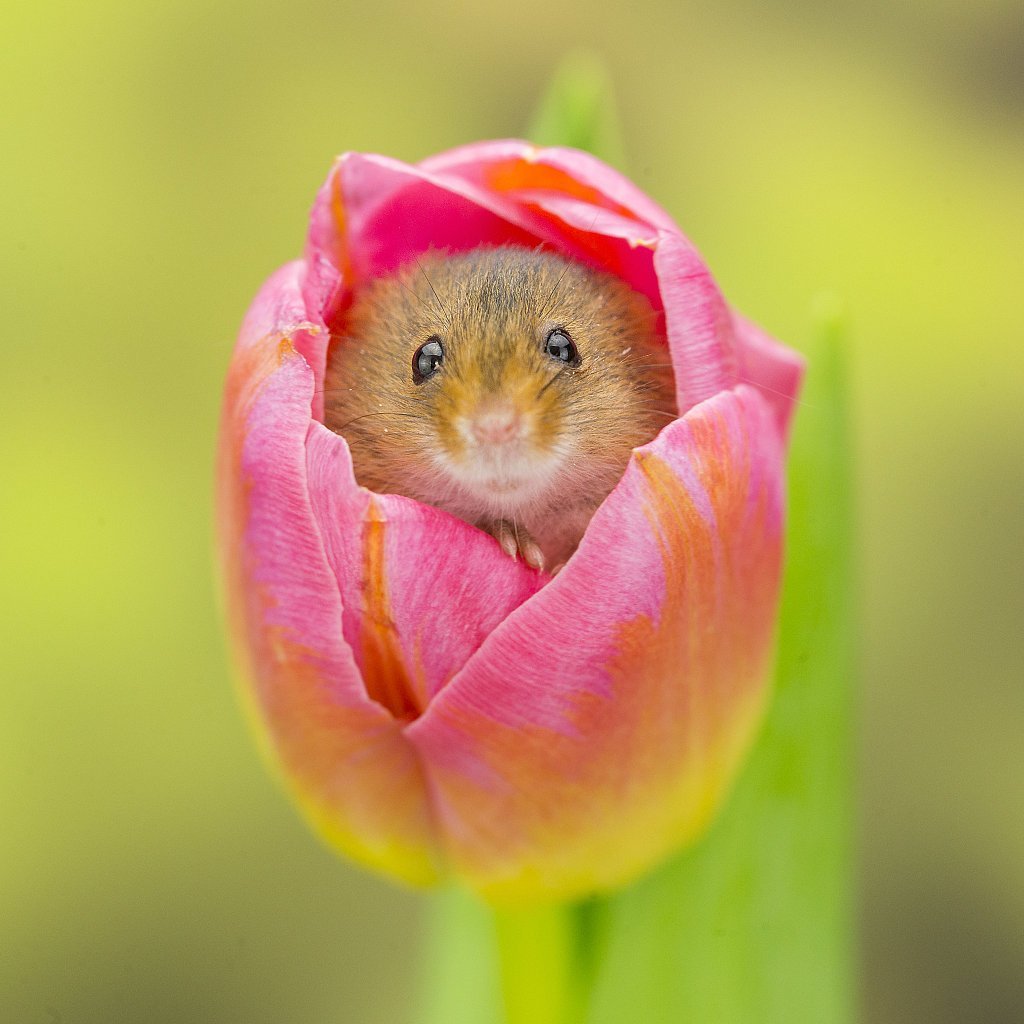 Мыши малютки в цветах