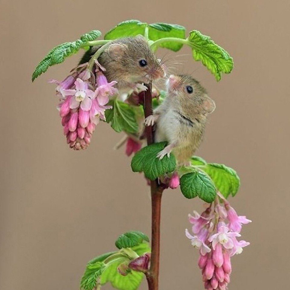 Мышь Малютка Дин Мейсон