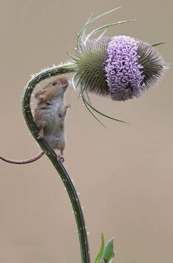 Дин Мейсон фотограф мыши