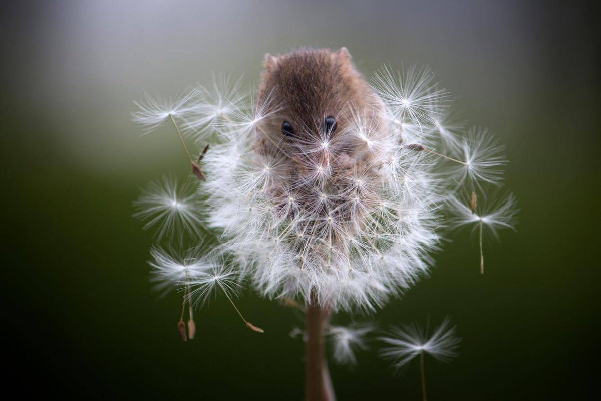 Смешной одуванчик