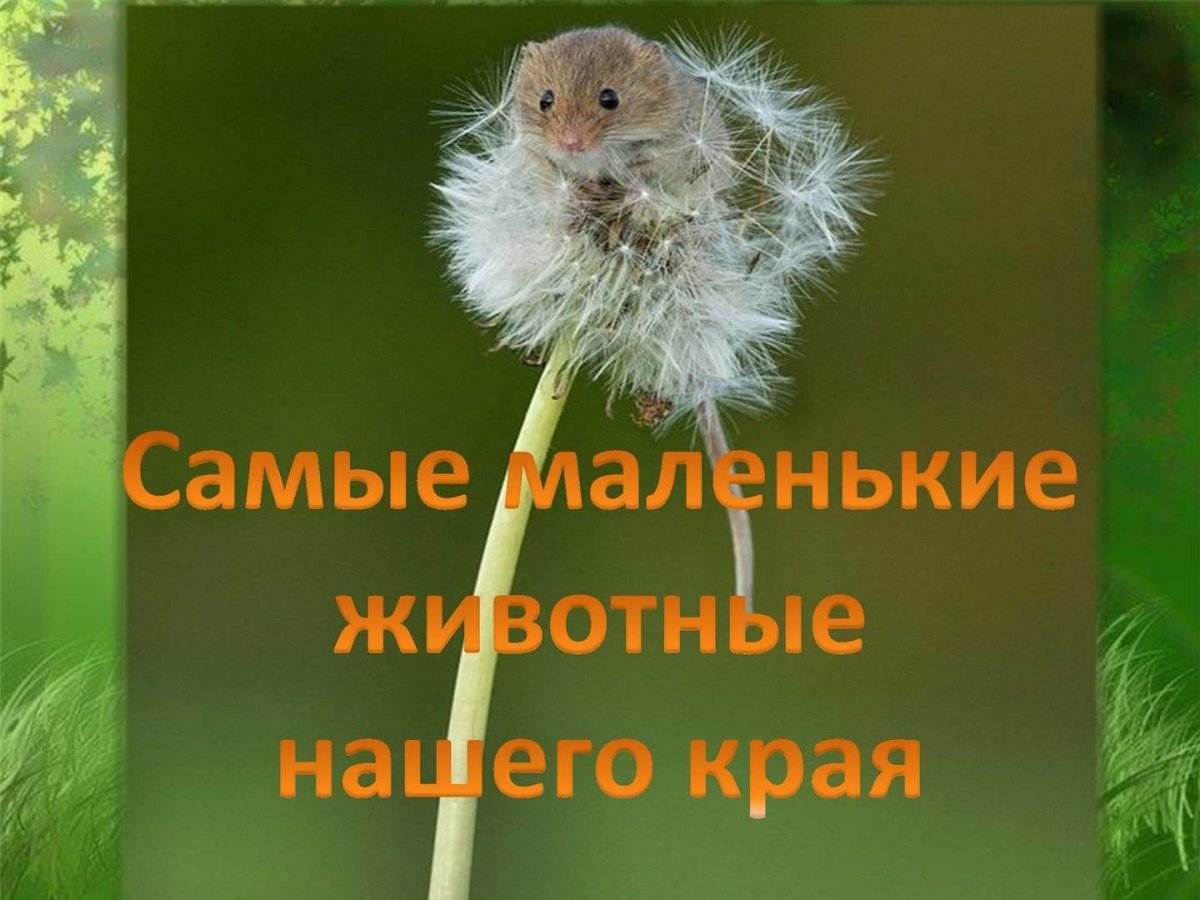 Пушистая мышь