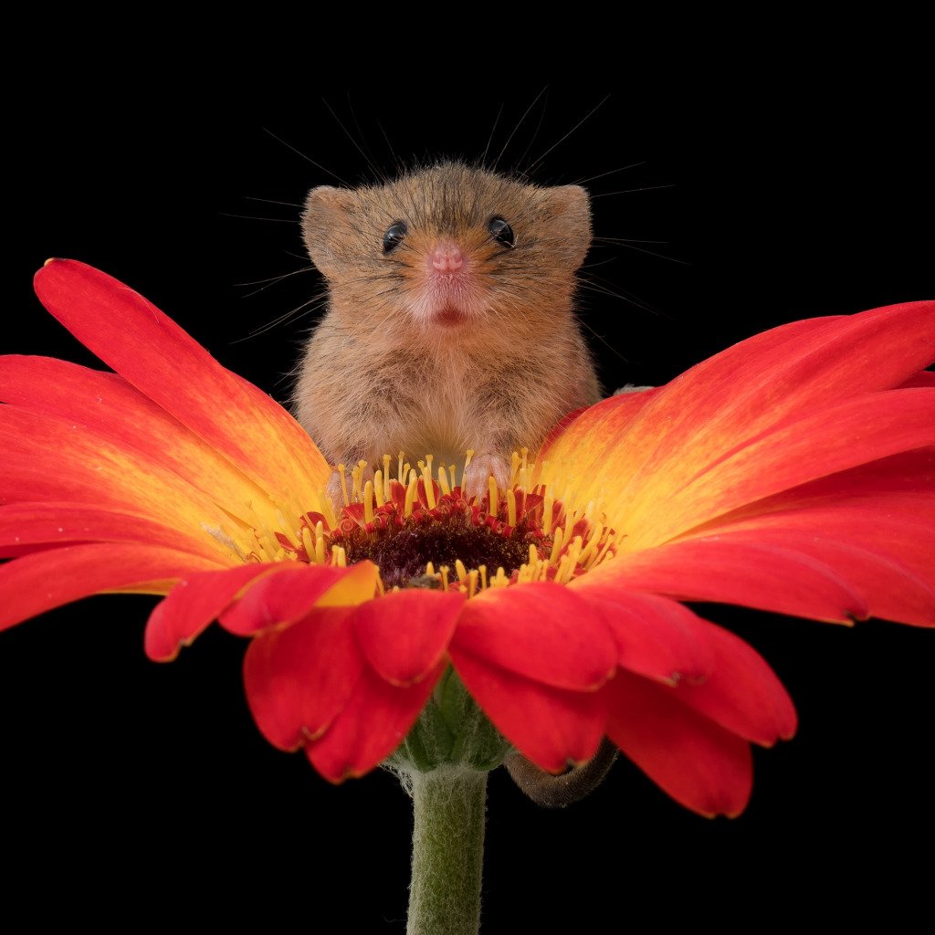 Мышка с цветочком