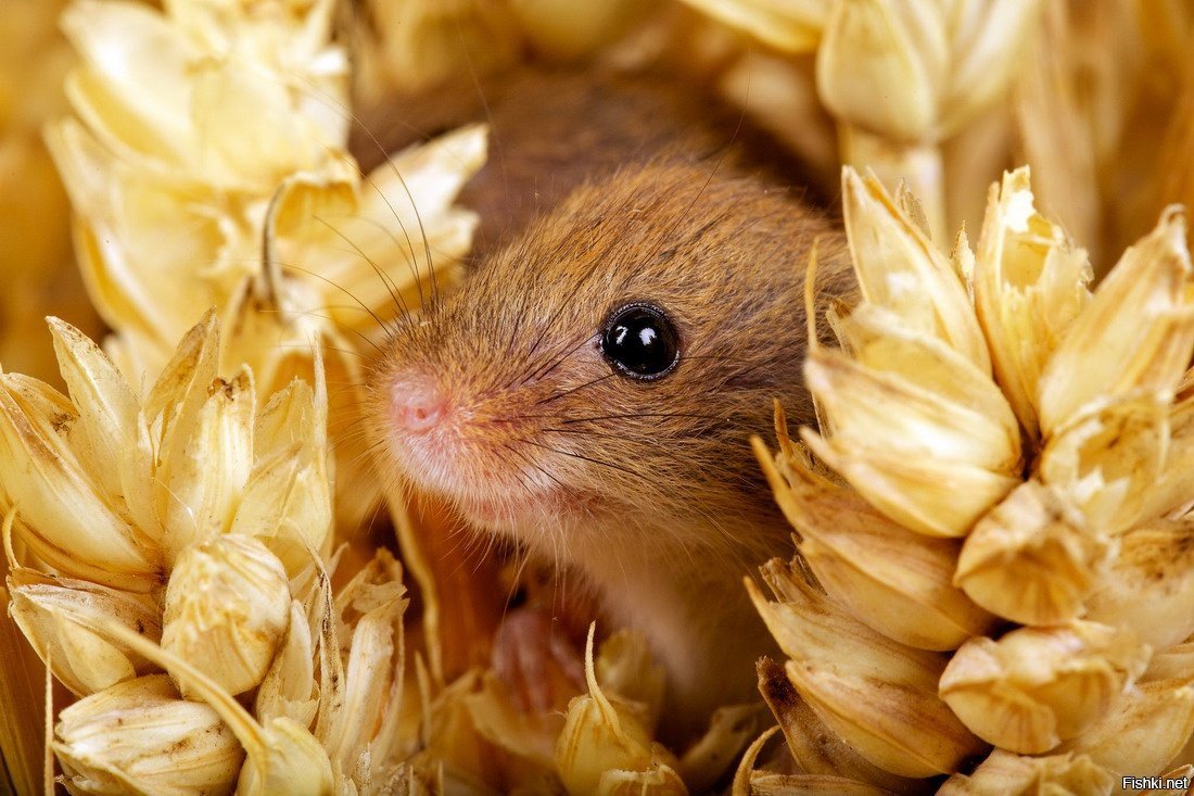 Август милые и прикольные животные