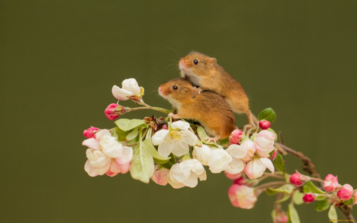 Мышь в цветах