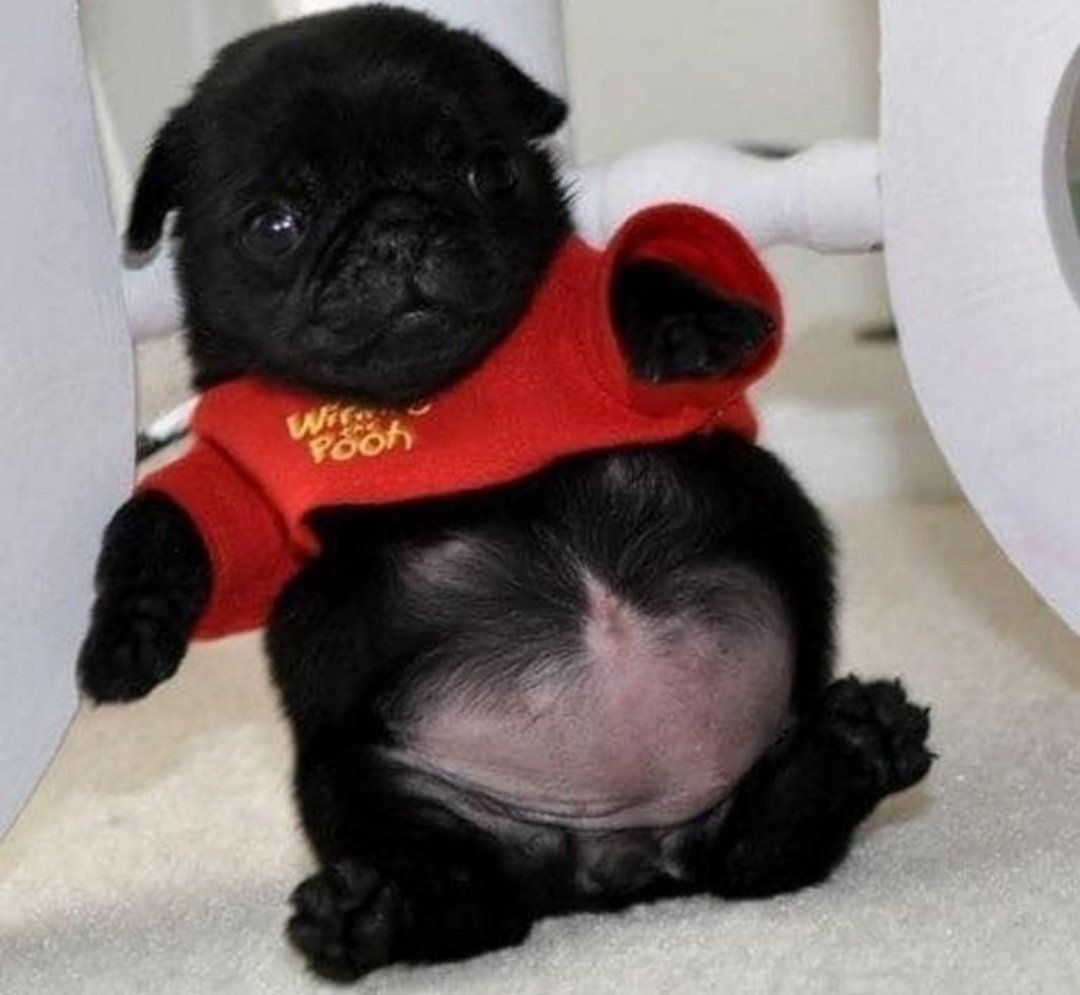 Толстый черный мопс