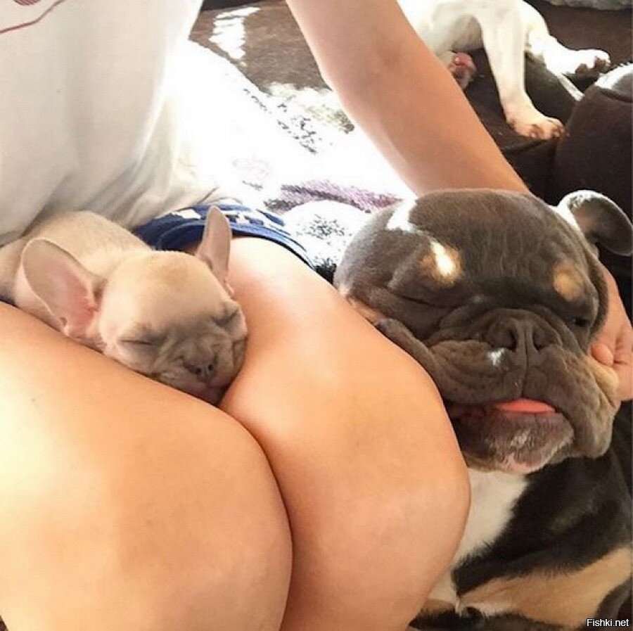 Собака на женской груди