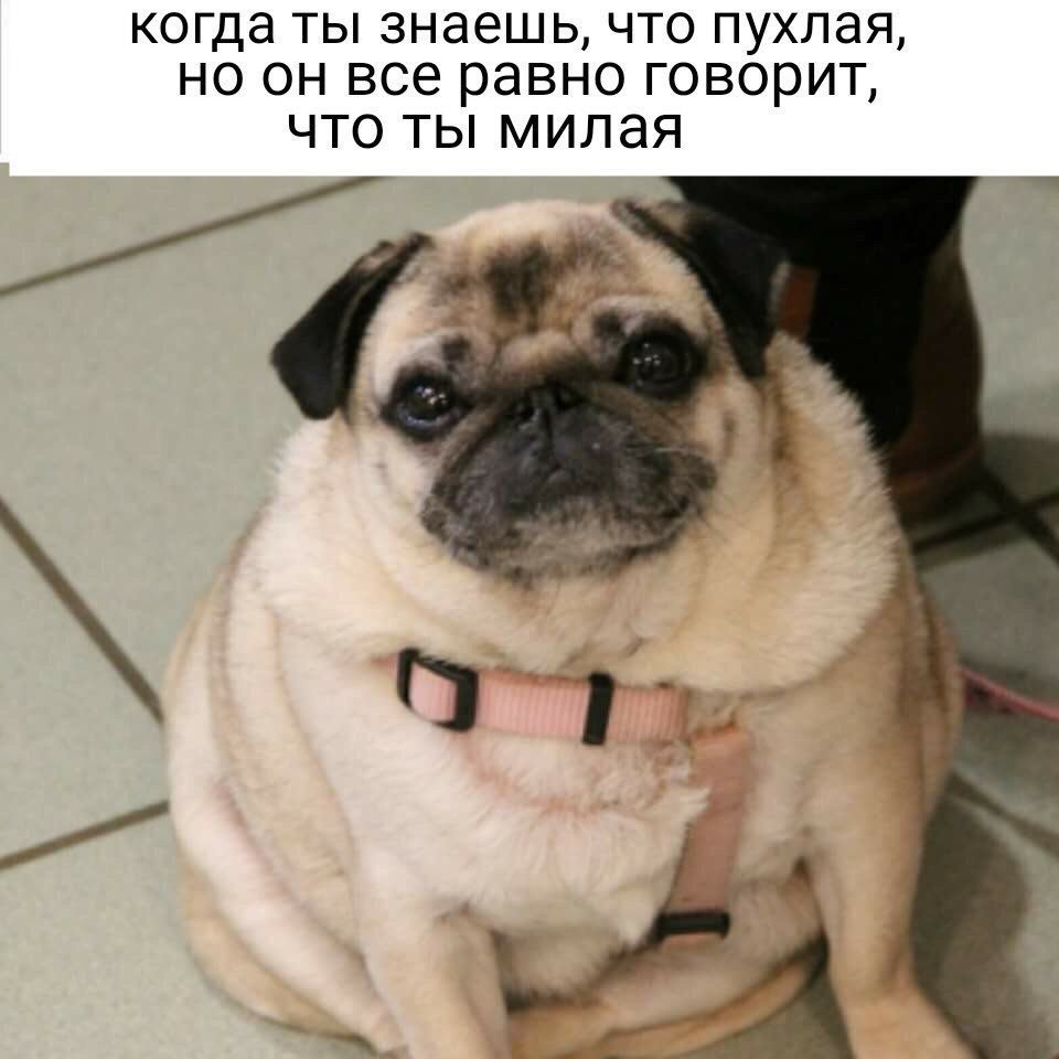 Мопс с ожирением