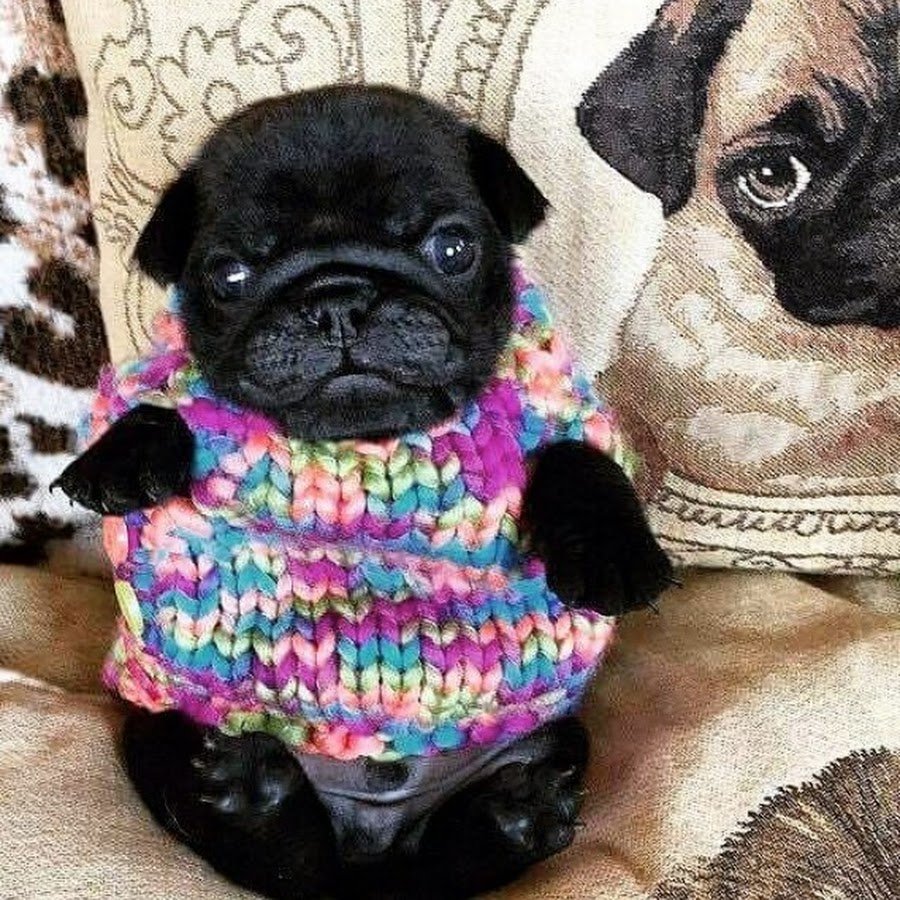 Мопс в кофте