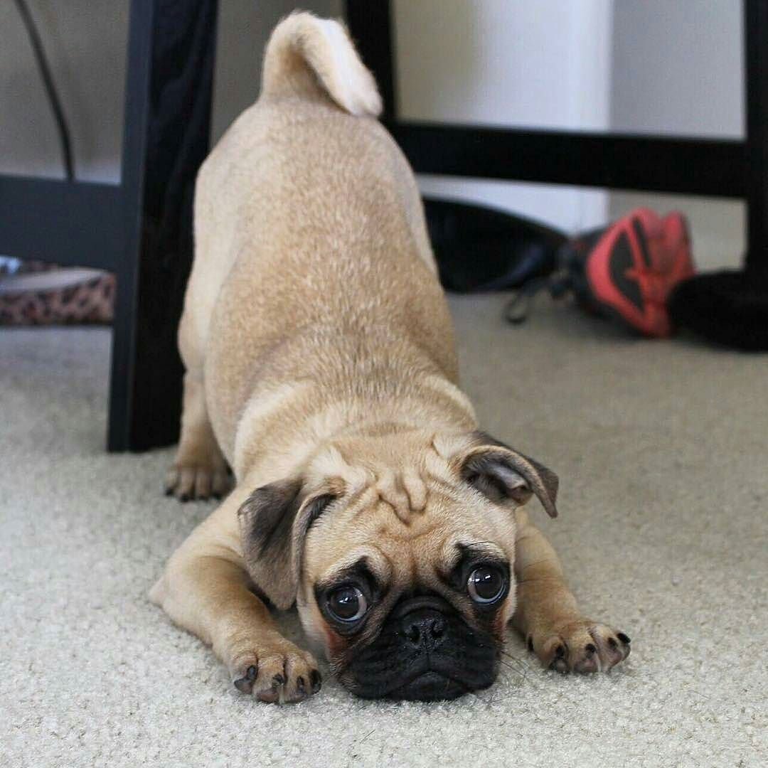 Мопс с длинной шерстью