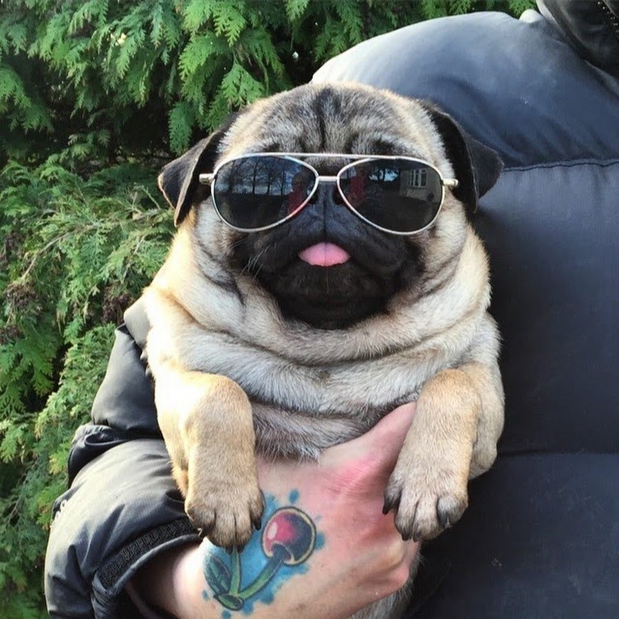 Смешная собака Мопс