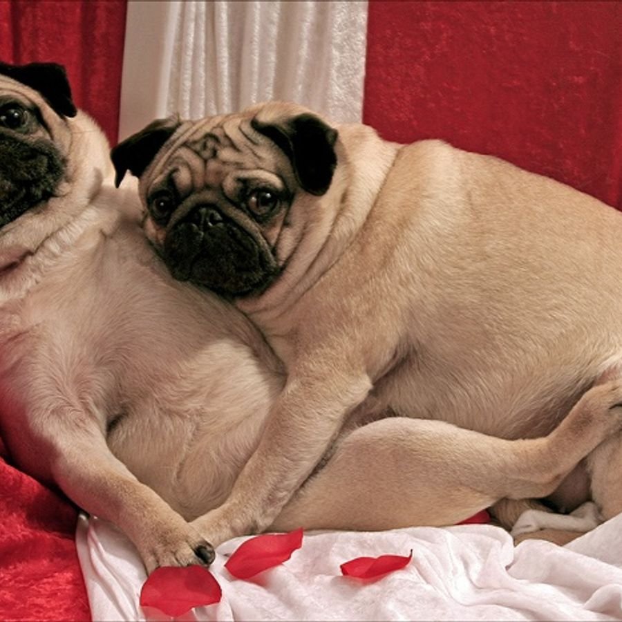 Мопс с ожирением