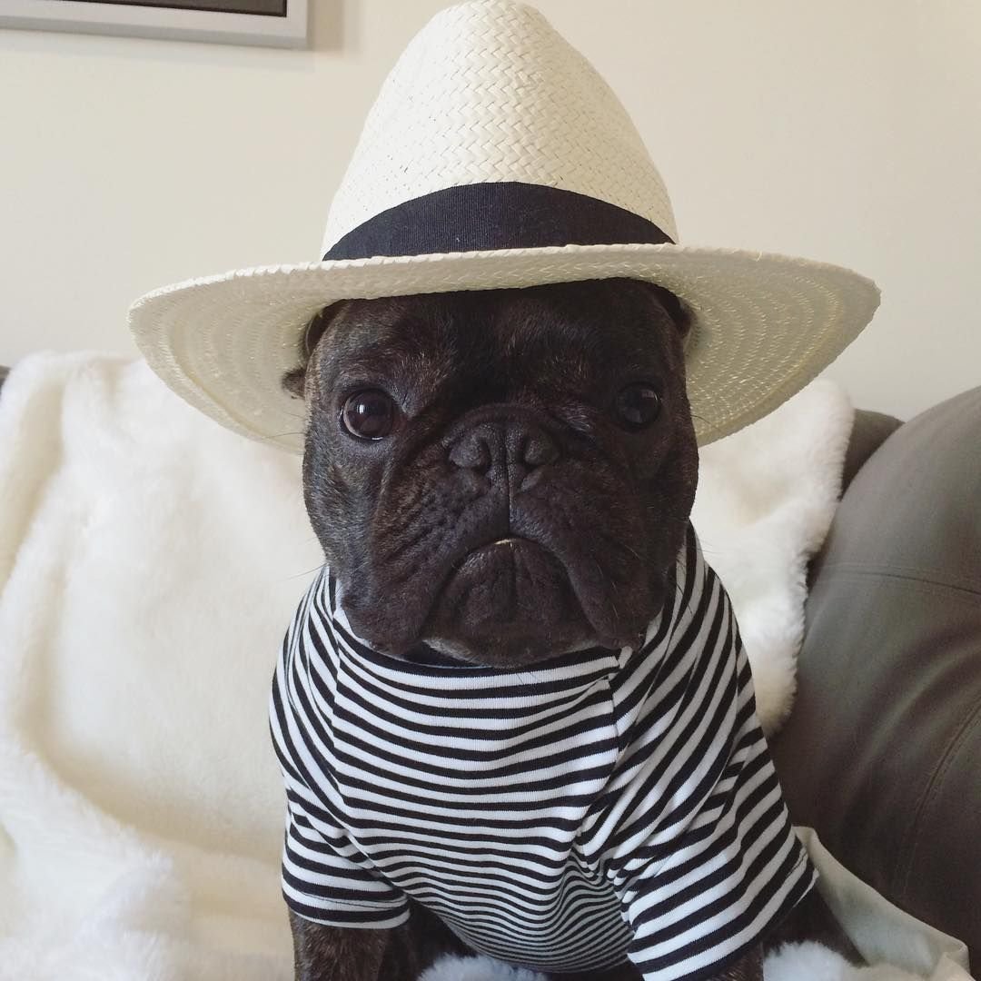 Панамка для собаки