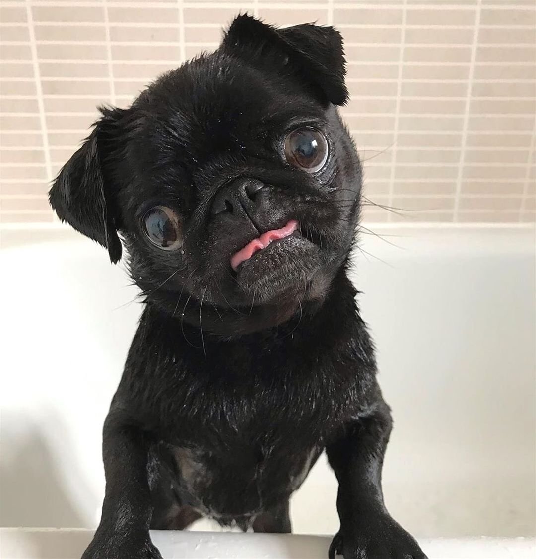 Scared Pug