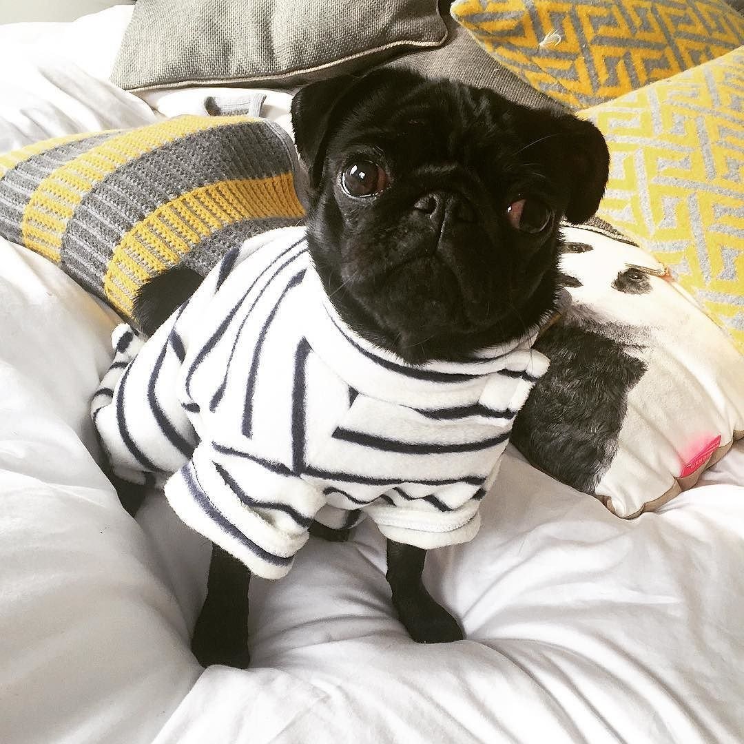 Мопс черный смешной