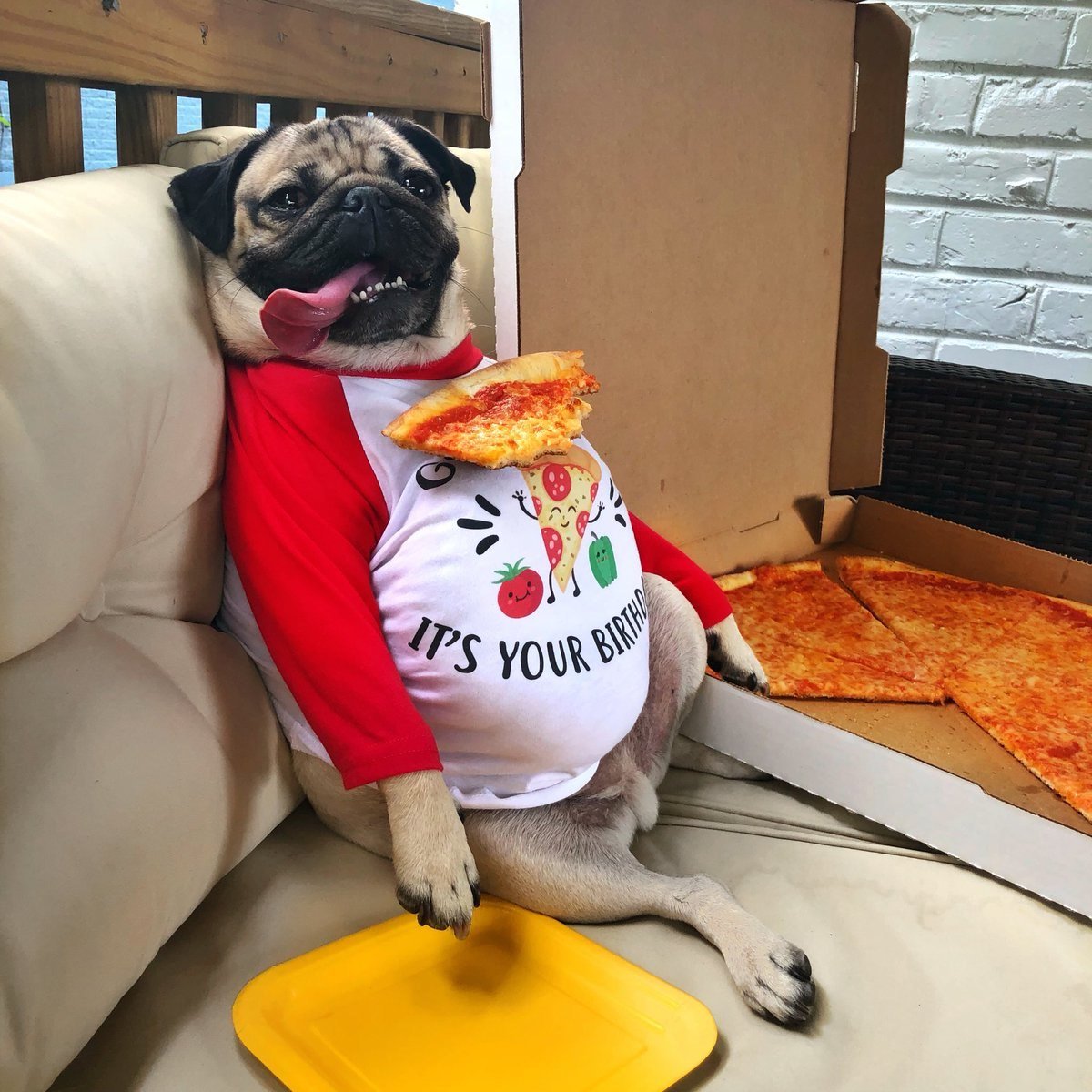 Мопс толстый и смешной